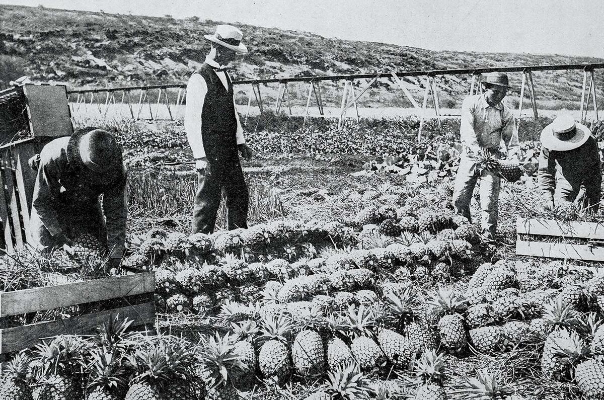 Pineapple farming