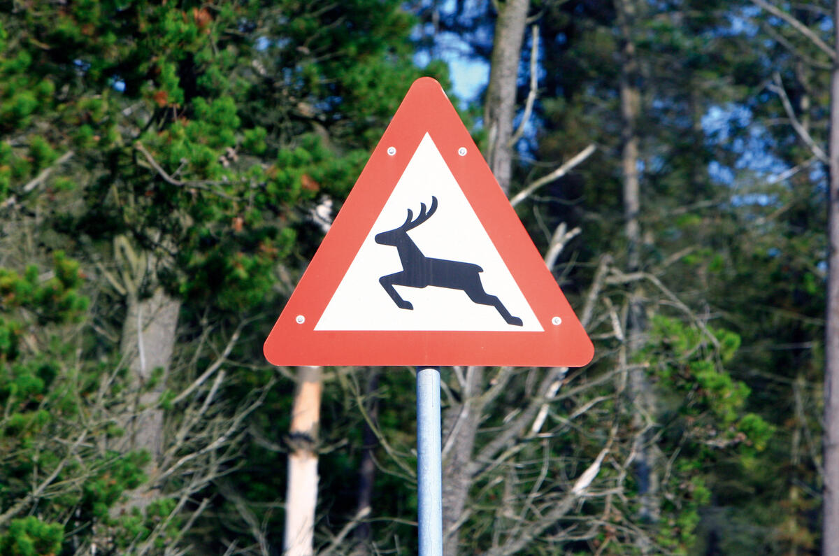 Deer sign Deer sign