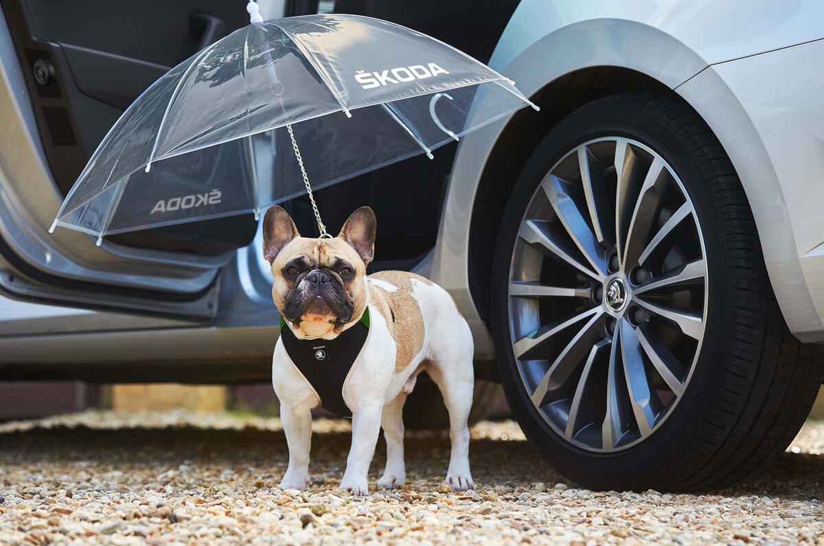 Skoda Superb dog umbrella