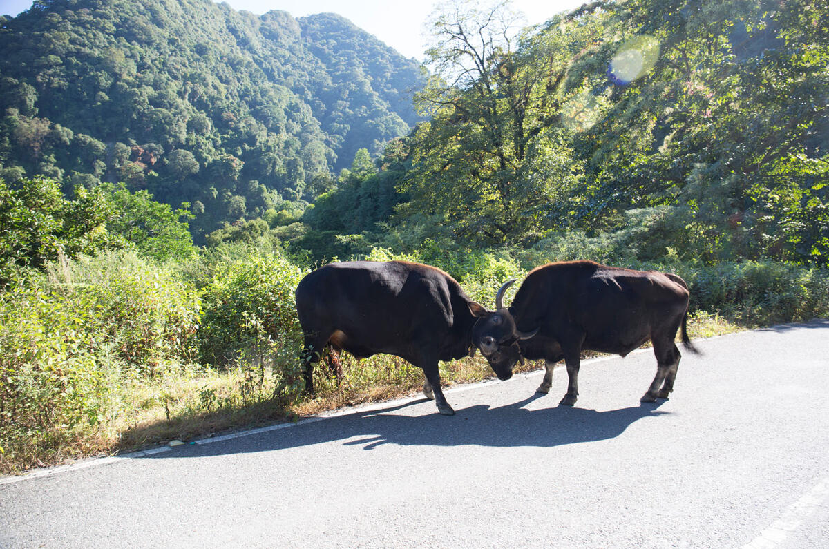 Skoda Yeti takes on Bhutan 