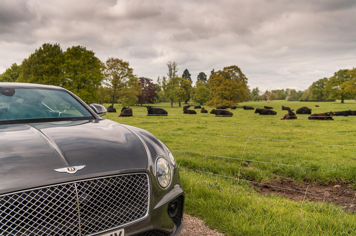 Bentley Continental GT 2019 long-term review - cows